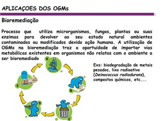 APLICAÇOES DOS OGMs Bioremediação Processo que  utiliza microrganismos, fungos, plantas ou suas enzimas para devolver ao seu estado natural ambientes contaminados ou modificados devido ação humana. A utilização de OGMs na bioremediação traz a oportuidade de importar vias metabólicas existentes em organismos não relatos com o ambiente a ser bioremediado Exs: biodegradação de metais pesados, lixo radioativo ( Deinococcus radiodurans ), compostos químicos, etc….. 