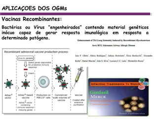 APLICAÇOES DOS OGMs Vacinas Recombinantes: Bactérias ou Vírus “engenheirados” contendo material genéticos inócuo capaz de gerar resposta imunológica em resposta a determinado patógeno.  