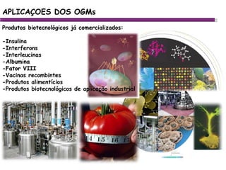 APLICAÇOES DOS OGMs Produtos biotecnológicos já comercializados: -Insulina -Interferons -Interleucinas -Albumina -Fator VIII -Vacinas recombintes -Produtos alimentícios -Produtos biotecnológicos de aplicação industrial 