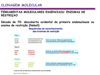 CLONAGEM MOLECULAR FERRAMENTAS MOLECULARES ESSENCIAIS: ENZIMAS DE RESTRIÇAO Década de 70: descoberta acidental da primeira endonuclease ou enzima de restrição (Nobel!) 