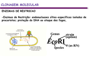 CLONAGEM MOLECULAR ENZIMAS DE RESTRICAO -Enzimas de Restrição: endonucluases sítios-específicas isoladas de procariotos; proteção do DNA ao ataque dos fagos,  