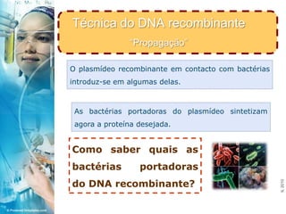 Técnica do DNA recombinante“Propagação”<br />O plasmídeo recombinante em contacto com bactérias introduz-se em algumas del...
