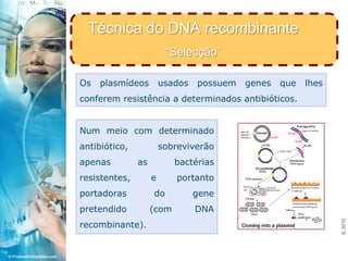 Técnica do DNA recombinante“Selecção”<br />Os plasmídeos usados possuem genes que lhes conferem resistência a determinados...