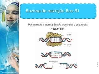 Enzima de restrição Eco RI<br />Por exemplo a enzima Eco RI reconhece a sequência:<br />5´GAATTC3´<br />IL 2010<br />