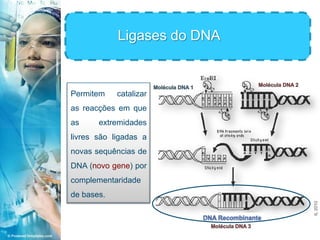 Ligases do DNA<br />Molécula DNA 2<br />Molécula DNA 1<br />Permitem catalizar as reacções em que as extremidades livres s...