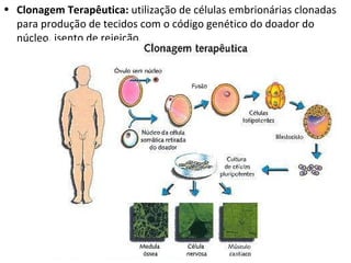 Clonagem Terapêutica:  utilização de células embrionárias clonadas  para produção de tecidos com o código genético do doador do núcleo, isento de rejeição. 
