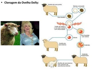 Clonagem da Ovelha Dolly: 