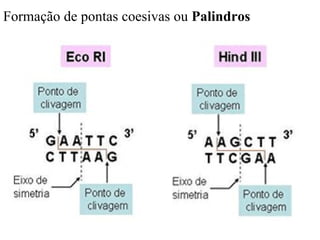 Formação de pontas coesivas ou  Palindros  