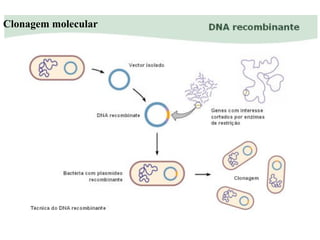Clonagem molecular 