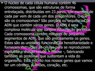 O núcleo de cada célula humana contém 46 cromossomas, que são estruturas de forma entrelaçada, distribuídas em 23 pares. Um membro de cada par vem de cada um dos progenitores. O que são os cromossomas? São porções ou sequências de ADN que contêm vários genes. O ADN é uma complexa molécula que contém informação genética. Cada cromossoma contém milhares de pequenos segmentos de ADN, que são precisamente os genes. Estes são as unidades funcionais da hereditariedade e fornecem instruções às células para se reproduzirem mediante a divisão celular – mitose -, fabricando também as proteínas que sustentam a vida do organismo. Está inscrito nos nossos genes que vamos ter um cérebro, pulmões, coração, etc.  