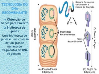  Obtenção de
Genes para Enxerto
 Biblioteca de
genes
Uma biblioteca de
genes é uma coleção
de um grande
número de
fragmentos de DNA
do genoma.
Genoma Estrangeira
cortada com a
Enzima de Restrição
Ou
Plasmídeos
Recombinantes
Clones
Bacterianos
OsClonesdeFagos
(b) Fagos da
Biblioteca
(a) Plasmídeo da
Biblioteca
Fagos
Recombinantes
 