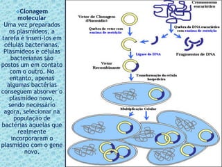 Clonagem
molecular
Uma vez preparados
os plasmídeos, a
tarefa é inseri-los em
células bacterianas.
Plasmídeos e células
bacterianas são
postos um em contato
com o outro. No
entanto, apenas
algumas bactérias
conseguem absorver o
plasmídeo novo,
sendo necessário
agora, selecionar na
população de
bactérias aquelas que
realmente
incorporaram o
plasmídeo com o gene
novo.
 