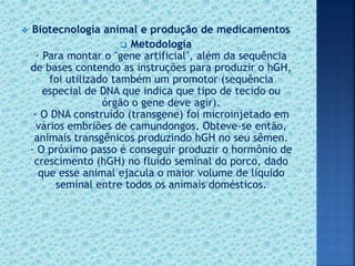  Biotecnologia animal e produção de medicamentos
 Metodologia
· Para montar o "gene artificial", além da sequência
de bases contendo as instruções para produzir o hGH,
foi utilizado também um promotor (sequência
especial de DNA que indica que tipo de tecido ou
órgão o gene deve agir).
· O DNA construído (transgene) foi microinjetado em
vários embriões de camundongos. Obteve-se então,
animais transgênicos produzindo hGH no seu sêmen.
· O próximo passo é conseguir produzir o hormônio de
crescimento (hGH) no fluído seminal do porco, dado
que esse animal ejacula o maior volume de líquido
seminal entre todos os animais domésticos.
 