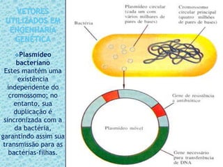 Plasmídeo
bacteriano
Estes mantém uma
existência
independente do
cromossomo; no
entanto, sua
duplicação é
sincronizada com a
da bactéria,
garantindo assim sua
transmissão para as
bactérias-filhas.
 