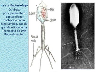 Vírus Bacteriófago
Os vírus,
principalmente o
bacteriófago
conhecido como
fago lambda, são de
grande utilidade na
Tecnologia do DNA
Recombinante.
 