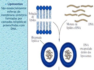  Lipossomos
São essencialmente
esferas de
membrana sintética
formadas por
camadas bilipídicas
preenchidas com
DNA.
 