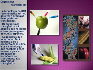 Organismos transgênicos A tecnologia do DNA recombinante tornou possível a produção de organismos transgênicos. Os organismos transgênicos são aqueles que recebem e incorporam genes de outras espécies. As bactérias que incorporam DNA humano para a produção da insulina e os camundongos que recebem genes humanos para a produção de hormônios do crescimento são organismos transgênicos. 