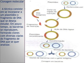 Clonagem molecular A técnica consiste em se incorporar a um plasmídeo o fragmento de DNA que se deseja estudar. Em pouco tempo, as bactérias se reproduzem, formando clones com diversas cópias do fragmento de DNA que se quer analizar. 