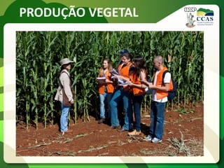 PRODUÇÃO VEGETAL
 