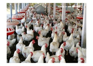 Visita a um aviário
 