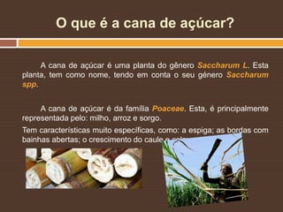 O que é a cana de açúcar?
A cana de açúcar é uma planta do gênero Saccharum L. Esta
planta, tem como nome, tendo em conta o seu género Saccharum
spp.
A cana de açúcar é da família Poaceae. Esta, é principalmente
representada pelo: milho, arroz e sorgo.
Tem características muito específicas, como: a espiga; as bordas com
bainhas abertas; o crescimento do caule e colmo; etc.
 