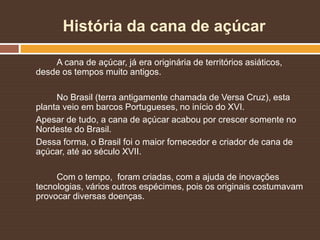 História da cana de açúcar
A cana de açúcar, já era originária de territórios asiáticos,
desde os tempos muito antigos.
No Brasil (terra antigamente chamada de Versa Cruz), esta
planta veio em barcos Portugueses, no início do XVI.
Apesar de tudo, a cana de açúcar acabou por crescer somente no
Nordeste do Brasil.
Dessa forma, o Brasil foi o maior fornecedor e criador de cana de
açúcar, até ao século XVII.
Com o tempo, foram criadas, com a ajuda de inovações
tecnologias, vários outros espécimes, pois os originais costumavam
provocar diversas doenças.
 