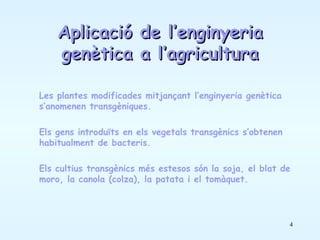 Aplicació de l’enginyeria genètica a l’agricultura Les plantes modificades mitjançant l’enginyeria genètica s’anomenen transgèniques. Els gens introduïts en els vegetals transgènics s’obtenen habitualment de bacteris. Els cultius transgènics més estesos són la soja, el blat de moro, la canola (colza), la patata i el tomàquet. 