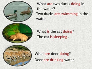 Two ducks are swimming in the
water.
What is the cat doing?
Deer are drinking water.
What are two ducks doing in
the water?
What are deer doing?
The cat is sleeping .
 