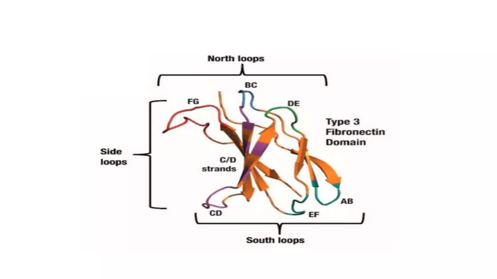 Scaffold Protein Example Engineered scaffold protein | PPTX