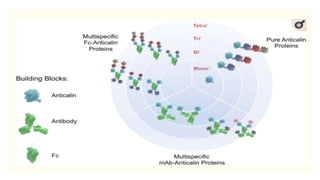 Scaffold Protein Example Engineered scaffold protein | PPTX