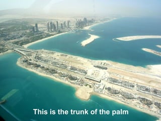 This is the trunk of the palm   
