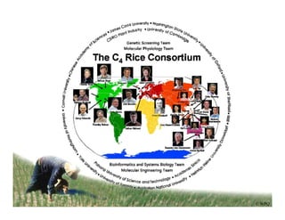 Engineering c4 rice