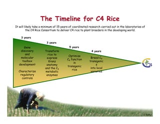Engineering c4 rice