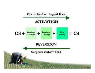 Engineering c4 rice