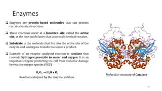 Enzymes
 Enzymes are protein-based molecules that can process
certain chemical reactions
 These reactions occur at a localized site, called the active
site, at the rate much faster than a normal chemical reaction.
 Substrate is the molecule that fits into the active site of the
enzyme and undergoes transformation to a product.
 Example of an enzyme catalysed reaction is catalase that
converts hydrogen peroxide to water and oxygen. It is an
important enzyme protecting the cell from oxidative damage
by reactive oxygen species (ROS)
H2O2 → H2O + O2
Reaction catalysed by the enzyme, catalase
Molecular structure of Catalase
69
 