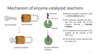 Mechanism of enzyme-catalyzed reactions
 Enzyme-catalyzed reactions work
in a lock and key fashion.
 The substrate uniquely fits like a
key into the active site of the
enzyme, forming a lock-key
complex.
 The substrate is converted into the
product by the enzyme at the
active site.
 The product is then released from
the active site.
70
 