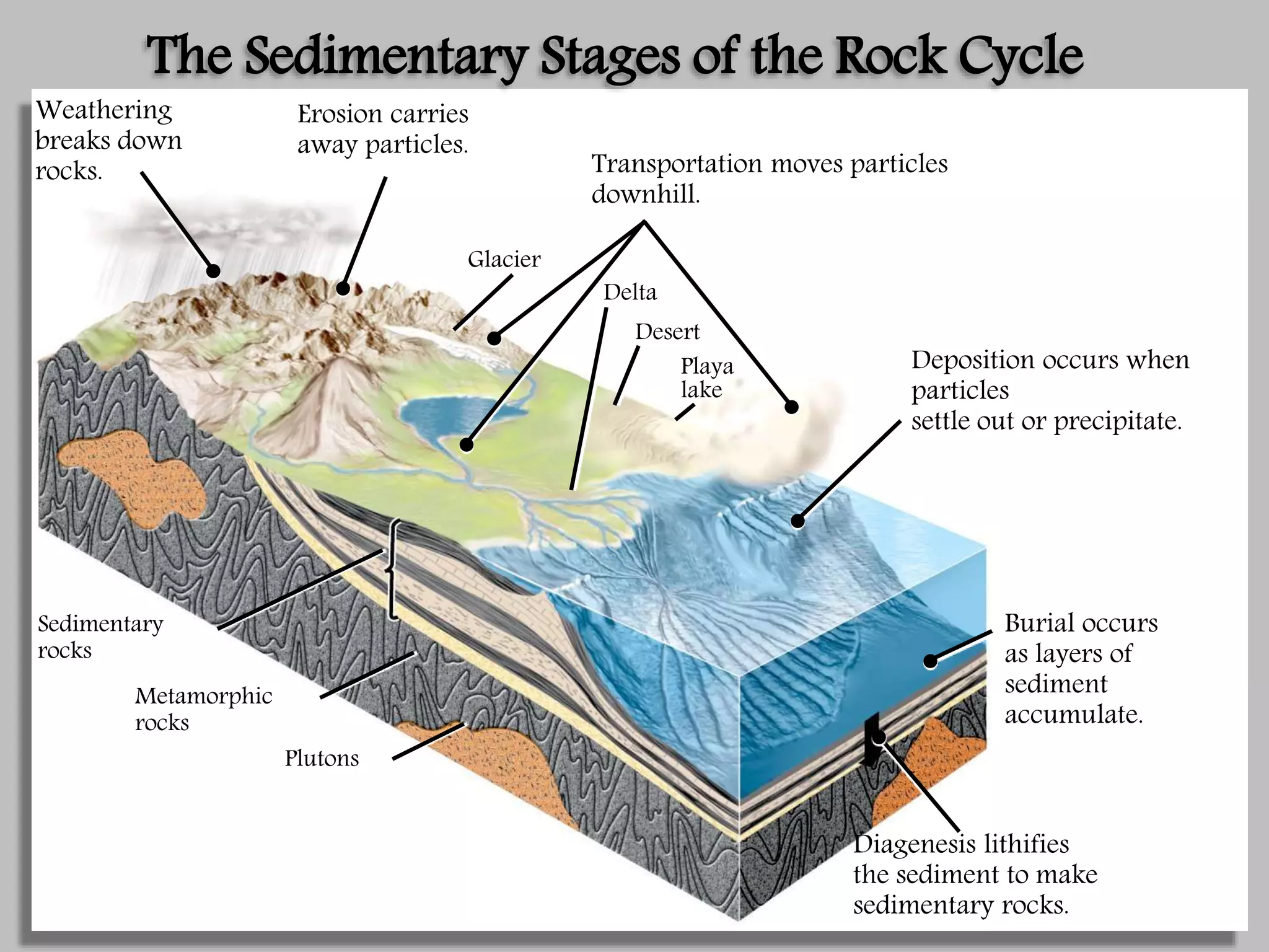 Sedimentary
rocks
Metamorphic
rocks
Plutons
Desert
Playa
lake
Delta
Glacier
The Sedimentary Stages of the Rock Cycle
Weathering
breaks down
rocks.
Erosion carries
away particles.
Transportation moves particles
downhill.
Deposition occurs when
particles
settle out or precipitate.
Diagenesis lithifies
the sediment to make
sedimentary rocks.
Burial occurs
as layers of
sediment
accumulate.
 