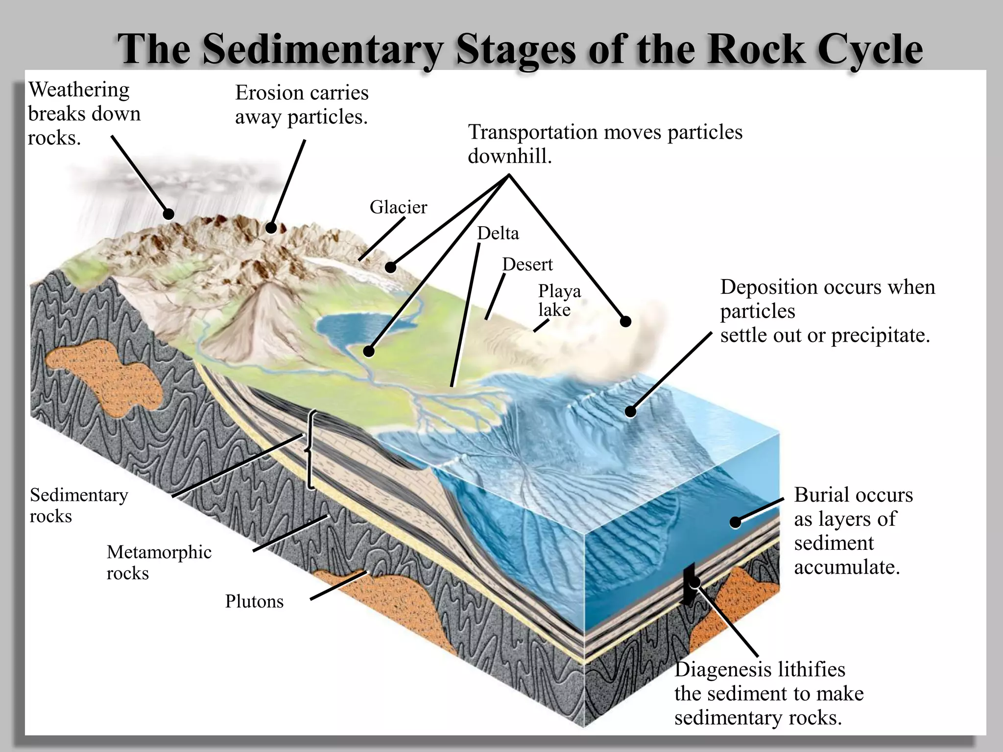 Sedimentary
rocks
Metamorphic
rocks
Plutons
Desert
Playa
lake
Delta
Glacier
The Sedimentary Stages of the Rock Cycle
Weathering
breaks down
rocks.
Erosion carries
away particles.
Transportation moves particles
downhill.
Deposition occurs when
particles
settle out or precipitate.
Diagenesis lithifies
the sediment to make
sedimentary rocks.
Burial occurs
as layers of
sediment
accumulate.
 