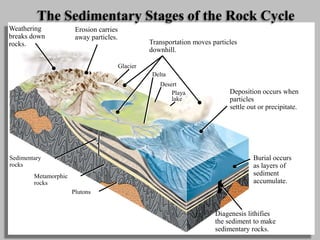 Sedimentary
rocks
Metamorphic
rocks
Plutons
Desert
Playa
lake
Delta
Glacier
The Sedimentary Stages of the Rock Cycle
Weathering
breaks down
rocks.
Erosion carries
away particles.
Transportation moves particles
downhill.
Deposition occurs when
particles
settle out or precipitate.
Diagenesis lithifies
the sediment to make
sedimentary rocks.
Burial occurs
as layers of
sediment
accumulate.
 