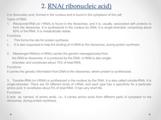 2. RNA( ribonucleic acid)
It is ribonucleic acid, formed in the nucleus and is found in the cytoplasm of the cell:
Types of RNA:
1. Ribosomal-RNA (or r-RNA) is found in the ribosomes; and it is, usually, associated with proteins to
form the ribosomes. It is synthesized in the nucleus by DNA. It is single-stranded, comprising about
80% of the RNA. It is metabolically stable.
Functions:
i. This forms the site for protein synthesis.
ii. It is also supposed to help the binding of m-RNA to the ribosomes, during protein synthesis.
2. Messenger-RNA(or m-RNA) carries the genetic message(code) from
the DNA to ribosomes. It is produced by the DNA. m-RNA is also single-
stranded; and constitutes about 15% of total RNA.
Functions:
It carries the genetic information from DNA to the ribosomes, where protein is synthesized.
3. Transfer-RNA (or t-RNA) is synthesized in the nucleus by the DNA. It is also called soluble-RNA. It is
single-stranded. There are 20 different kinds of t-RNA; and each type has a specificity for a particular
amino acid. It constitutes about 5% of total RNA. It has very short life.
Functions:
It acts as ‘carriers’ of amino acids, i.e., it carries amino acids from different parts of cytoplasm to the
ribosomes, during protein synthesis.
 