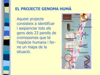 Aquest projecte consisteix a identificar i seqüenciar tots els gens dels 23 parells de cromosomes que té l'espècie humana i fer-ne un mapa de la situació.  EL PROJECTE GENOMA HUMÀ 