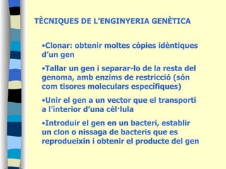 TÈCNIQUES DE L’ENGINYERIA GENÈTICA Clonar: obtenir moltes còpies idèntiques d’un gen Tallar un gen i separar-lo de la resta del genoma, amb enzims de restricció (són com tisores moleculars específiques) Unir el gen a un vector que el transporti a l’interior d’una cèl·lula Introduir el gen en un bacteri, establir un clon o nissaga de bacteris que es reprodueixin i obtenir el producte del gen 