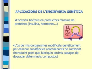 APLICACIONS DE L’ENGINYERIA GENÈTICA Convertir bacteris en productors massius de proteïnes (insulina, hormones...) L’ús de microorganismes modificats genèticament per eliminar substàncies contaminants de l’ambient (introduint gens que fabriquin enzims capaços de degradar determinats compostos) 