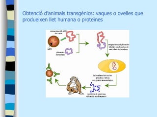 Obtenció d’animals transgènics: vaques o ovelles que produeixen llet humana o proteïnes 