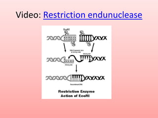 Video: Restriction endunuclease
 