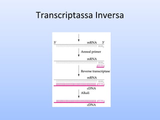 Transcriptassa Inversa
 