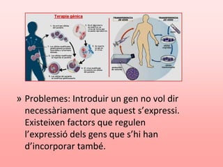 » Problemes: Introduir un gen no vol dir
necessàriament que aquest s’expressi.
Existeixen factors que regulen
l’expressió dels gens que s’hi han
d’incorporar també.
 
