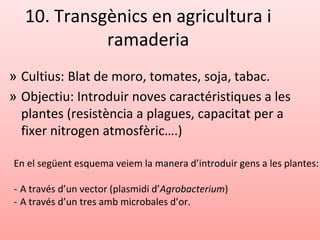 10. Transgènics en agricultura i
ramaderia
» Cultius: Blat de moro, tomates, soja, tabac.
» Objectiu: Introduir noves caractéristiques a les
plantes (resistència a plagues, capacitat per a
fixer nitrogen atmosfèric….)
En el següent esquema veiem la manera d’introduir gens a les plantes:
- A través d’un vector (plasmidi d’Agrobacterium)
- A través d’un tres amb microbales d’or.
 