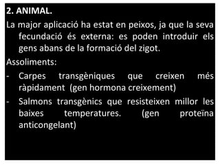 2. ANIMAL.
La major aplicació ha estat en peixos, ja que la seva
fecundació és externa: es poden introduir els
gens abans de la formació del zigot.
Assoliments:
- Carpes transgèniques que creixen més
ràpidament (gen hormona creixement)
- Salmons transgènics que resisteixen millor les
baixes temperatures. (gen proteïna
anticongelant)
 