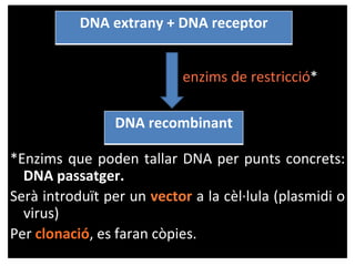 enzims de restricció*
*Enzims que poden tallar DNA per punts concrets:
DNA passatger.
Serà introduït per un vector a la cèl·lula (plasmidi o
virus)
Per clonació, es faran còpies.
DNA extrany + DNA receptor
DNA recombinant
 